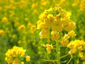 菜の花畑の菜の花が咲いた様子