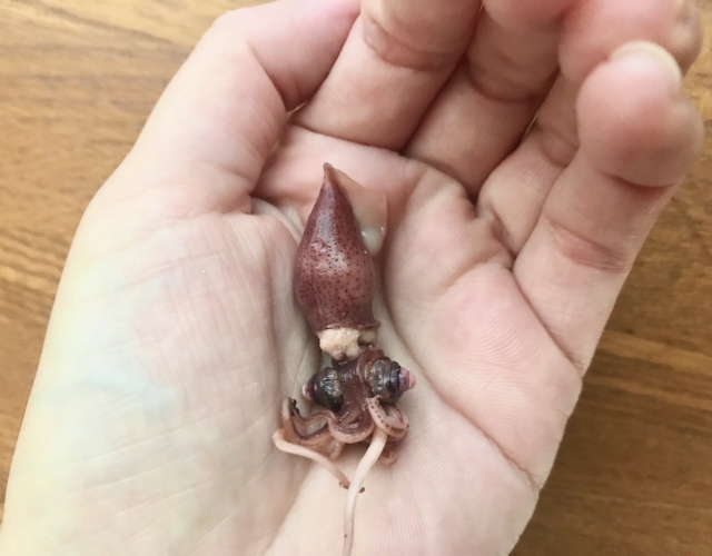 手のひらにのせたホタルイカ