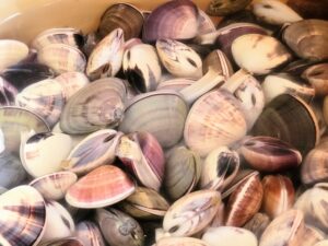 塩水ではまぐりの塩抜きをしている様子